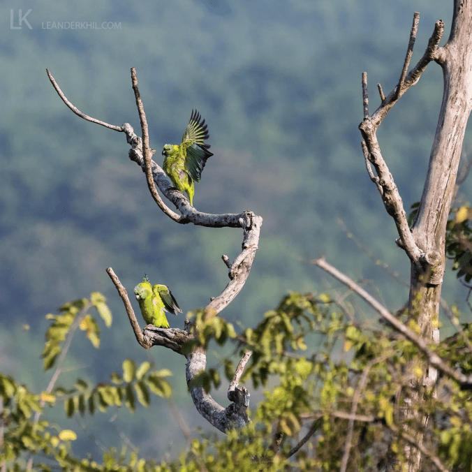 Yellow-naped Parrot by Leander Khil  - Organikos
