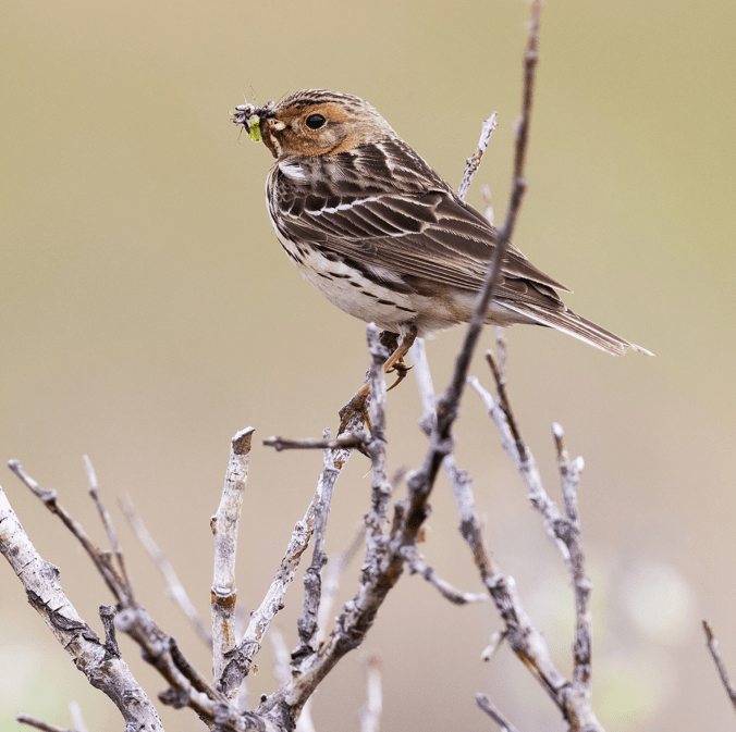 Red-throated Pipit by Leander Khil - Organikos