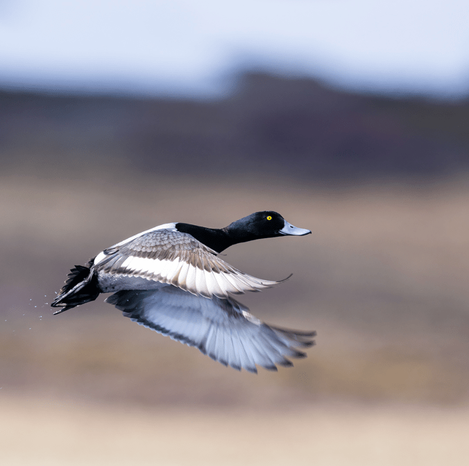 Greater Scaup by Leander Khil - Organikos