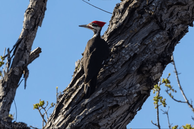 Pileated Woodpecker by Richard Kostecke - Organikos