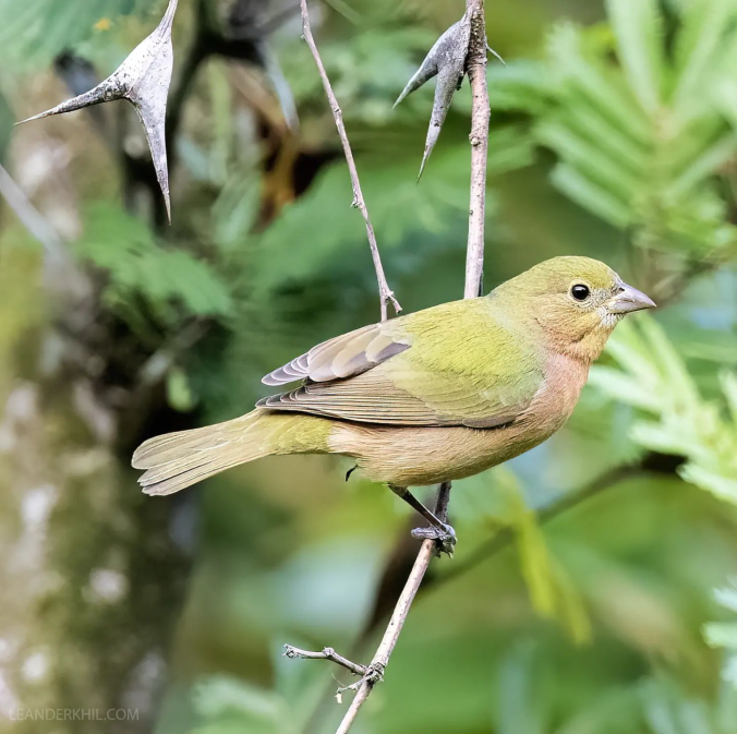 Painted Bunting by Leander Khil - Organikos