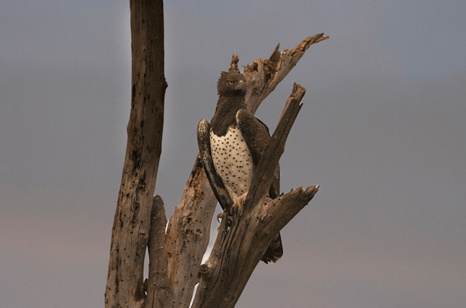 Martial Eagle by Seth Inman - Organikos