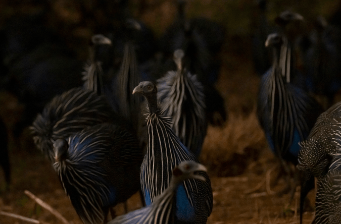 Vulturine Guineafowl by Seth Inman - Organikos
