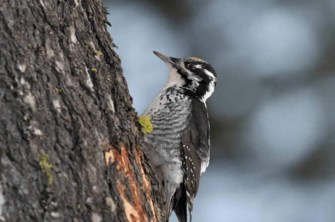 American Three-toed Woodpecker by Seth Inman - Organikos