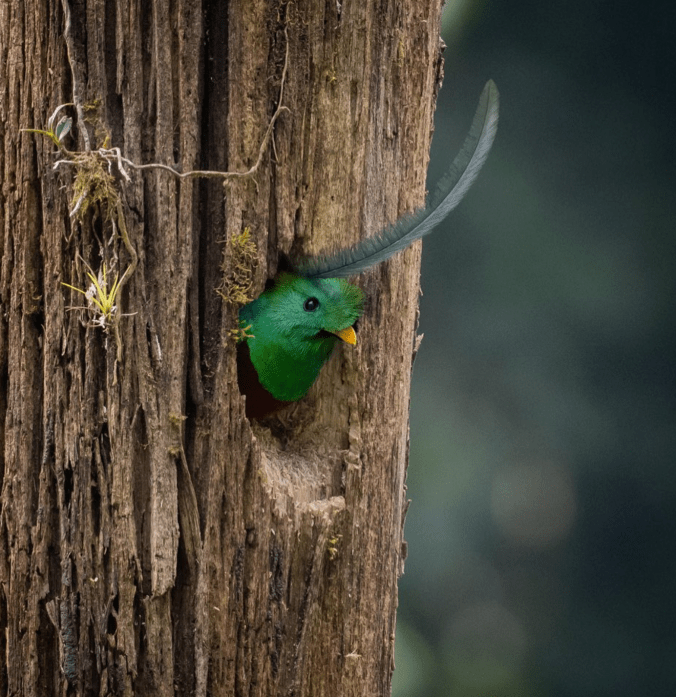 Resplendent Quetzal by Daniel Aldana - Organikos
