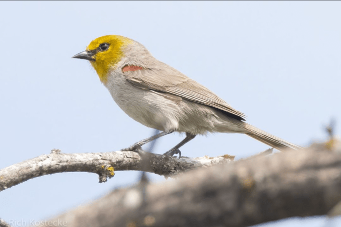Verdin by Richard Kostecke - Organikos