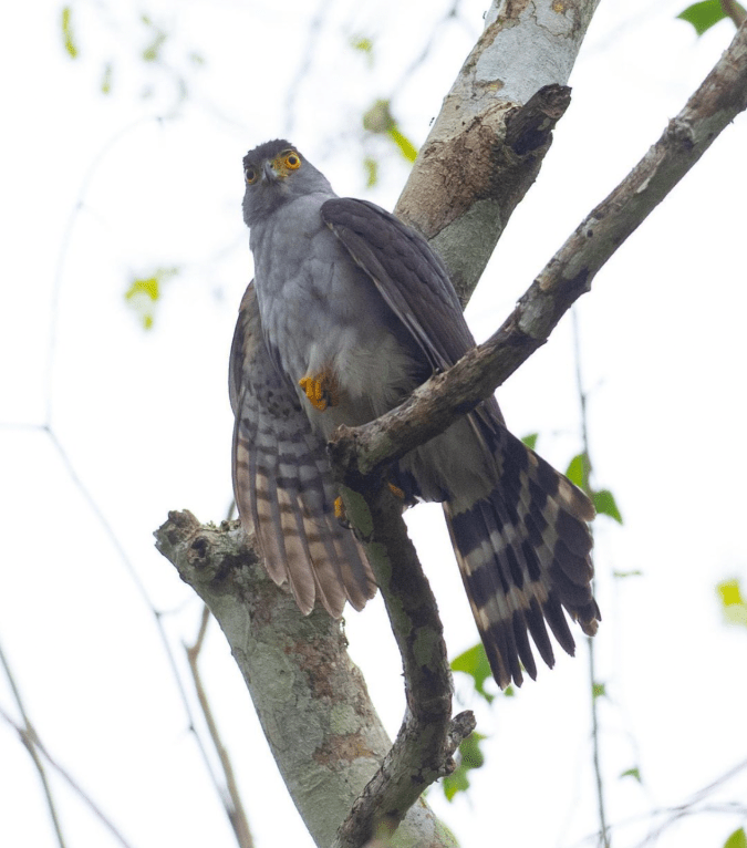 Bicolored Hawk by Daniel Aldana - Organikos