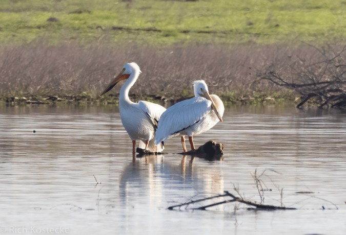 American White Pelicans by Richard Kostecke - Organikos