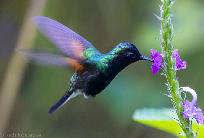 Black-bellied Hummingbird by Richard Kostecke - Organikos