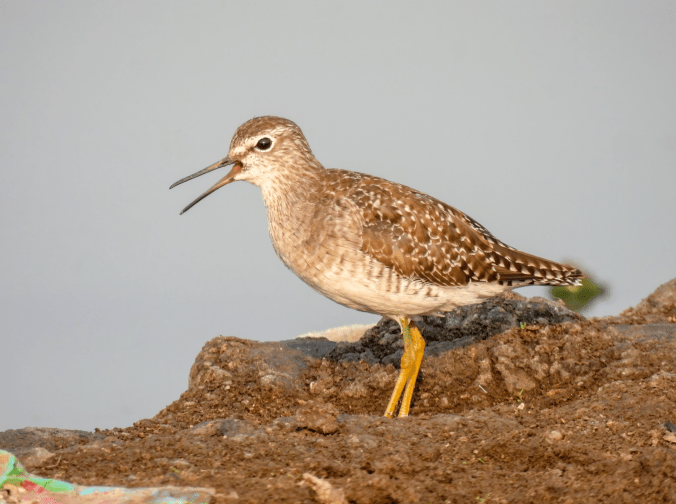 Wood Sandpiper by Ramesh Desai - Organikos