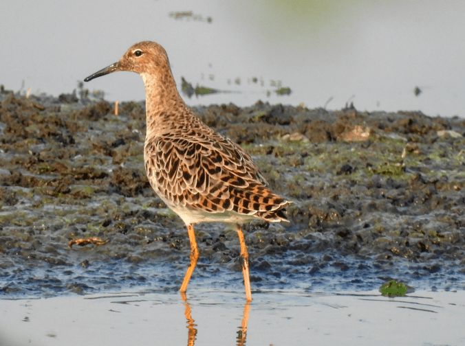 Marsh Sandpiper by Ramesh Desai - Organikos