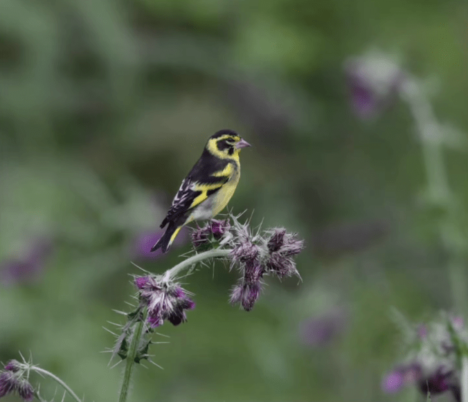Yellow-breasted greenfinch by Gururaj Moorching - Organikos