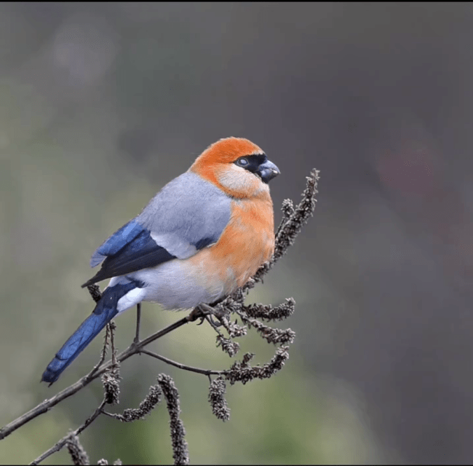 Red-headed Bullfinch by Gururaj Moorching - Organikos