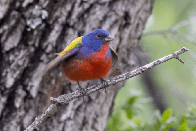 Painted Bunting by Richard Kostecke - Organikos