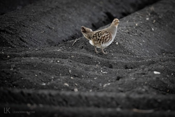 Gray Partridge by Leander Khil - Organikos