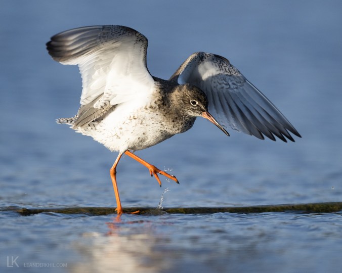 Common Redshank by Leander Khil - Organikos
