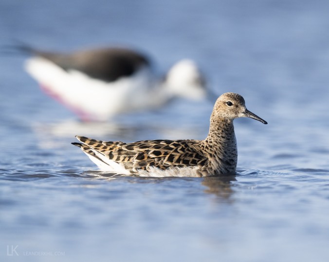 Ruff by Leander Khil - Organikos