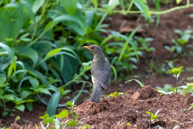 African Thrush by Seth Inman - Organikos