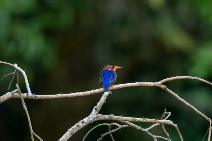 African Pygmy Kingfisher by Seth Inman - Organikos