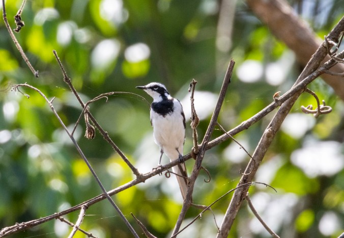 African Pied Wagtail by Seth Inman - Organikos