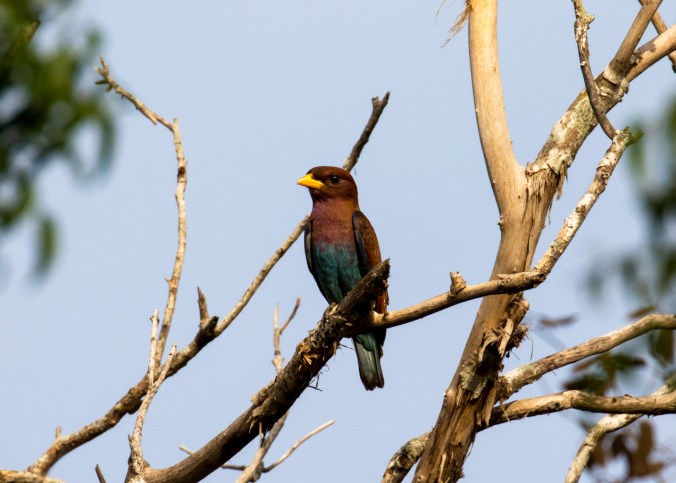Broad-billed Roller by Seth Inman - Organikos