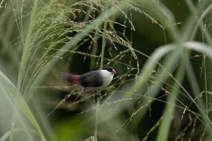 Black-crowned Waxbill by Seth Inman - Organikos