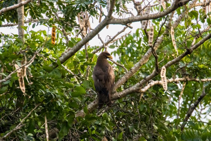 Black Kite (Yellow-billed) by Seth Inman - Organikos