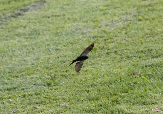 Black Sawwing by Seth Inman - Organikos