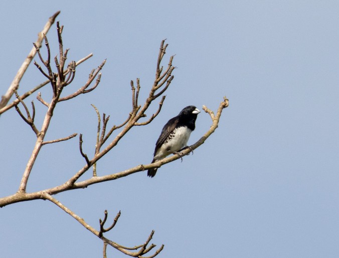 Bronze Mannikin by Seth Inman - Organikos