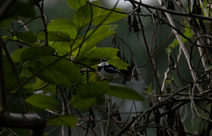 Brown-throated Wattle-eye by Seth Inman - Organikos