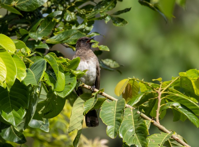 Common Bulbul by Seth Inman - Organikos