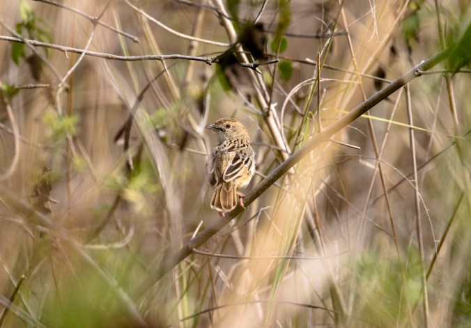 Croaking Cisticola by Seth Inman - Organikos