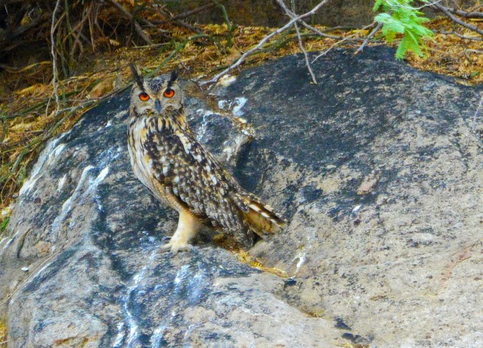 Indian Eagle-Owl by Puneet Dhar - Organikos