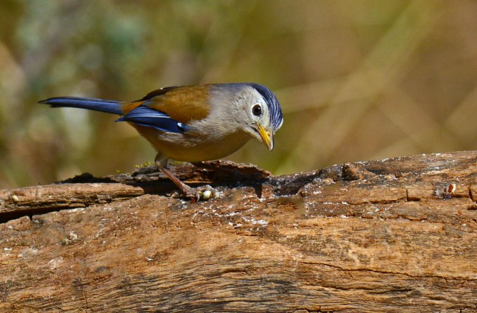 Blue-winged Minla  by Puneet Dhar - Organikos