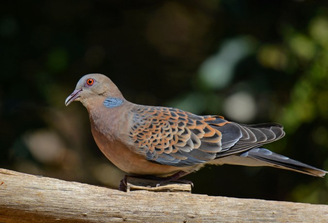 Oriental Turtle-Dove by Puneet Dhar - Organikos