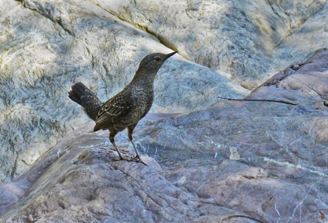 Brown Dipper by Puneet Dhar - Organikos