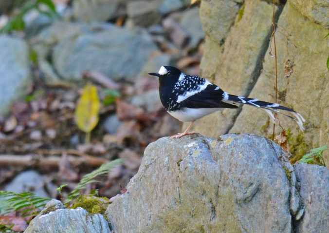 Spotted Forktail by Puneet Dhar - Organikos