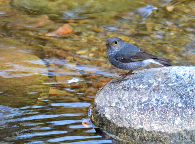 Plumbeous Water Redstart by Puneet Dhar - Organikos