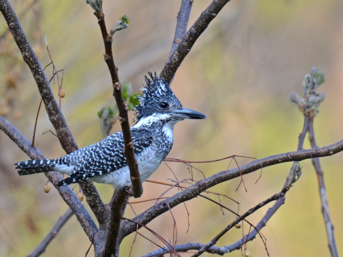 Crested Kingfisher by Puneet Dhar - Organikos