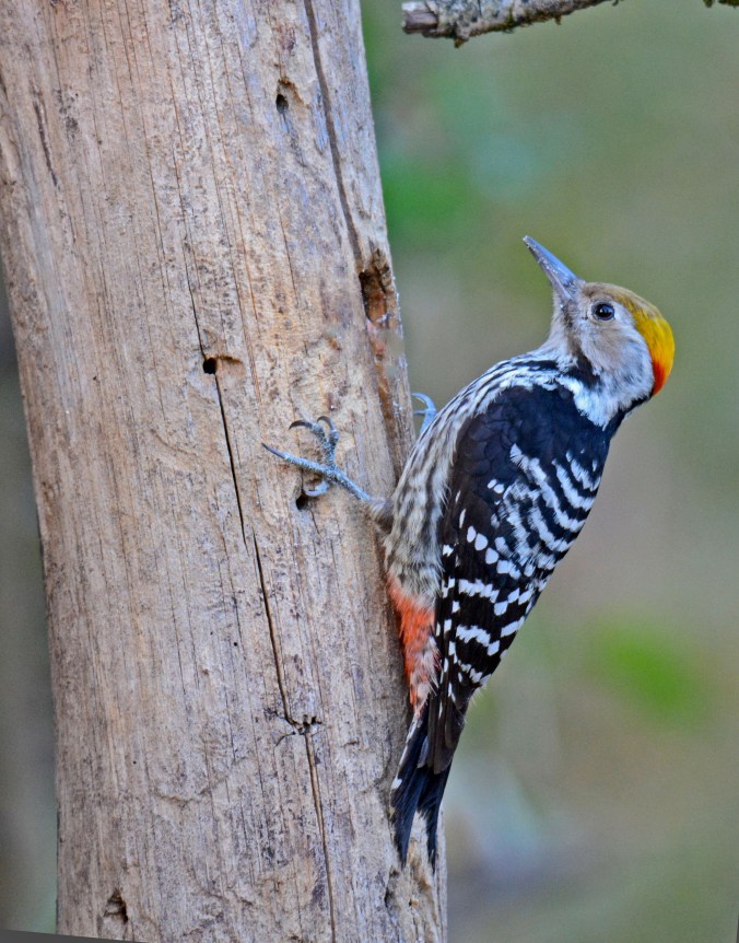 Brown-fronted Woodpecker by Puneet Dhar - Organikos