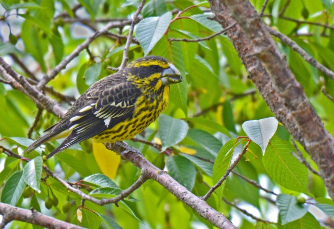 Spot-winged Grosbeak by Puneet Dhar - Organikos