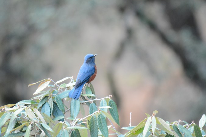 Chestnut-bellied Rock Thrush by Puneet Dhar - Organikos