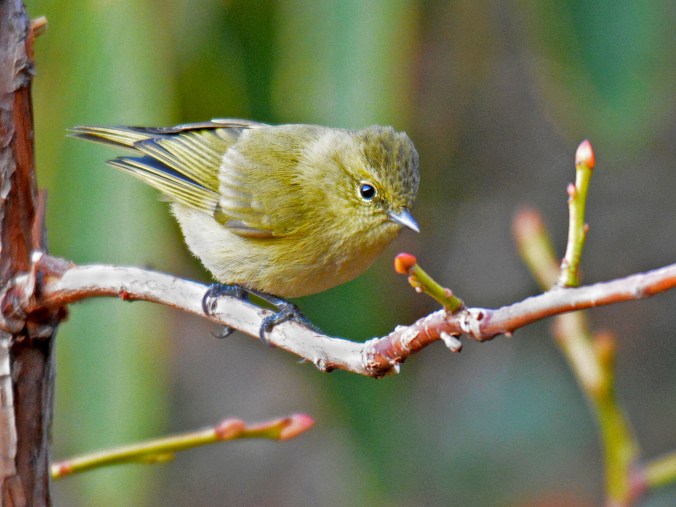 Yellow-browed Tit by Puneet Dhar - Organikos
