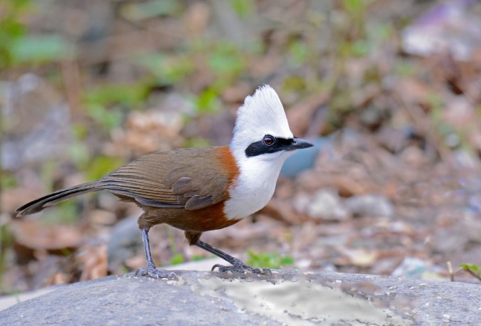 White-crested Laughingthrush by Puneet Dhar - Organikos