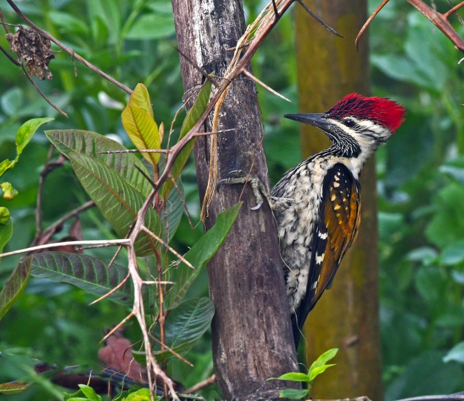 Black-rumped Flameback by Puneet Dhar - Organikos
