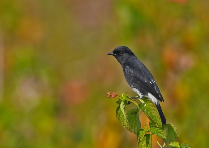 Pied Bushchat by Puneet Dhar - Organikos