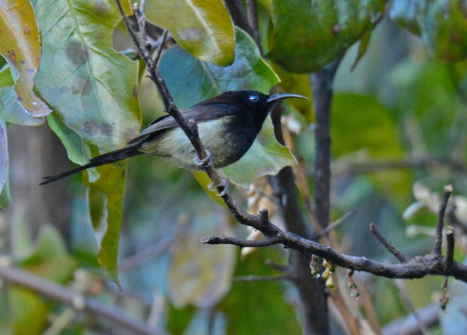 Black-throated Sunbird by Puneet Dhar - Organikos
