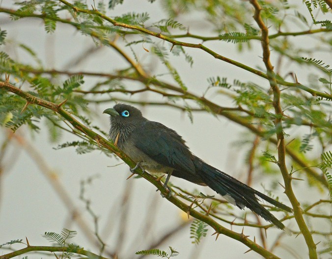 Blue-faced Malkoha by Puneet Dhar - Organikos