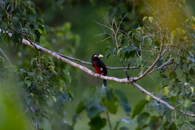 Double-toothed Barbet by Seth Inman - Organikos