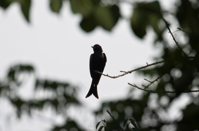 Glossy-backed Drongo by Seth Inman - Organikos